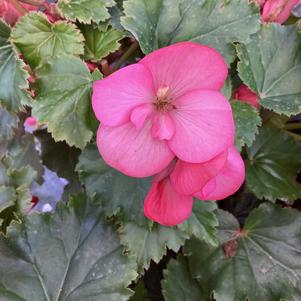 Begonia 'MacaRose&copysr;'