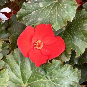 Begonia 'MacaRouge&copysr;'