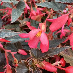 Begonia 'Bright Pink (BEBE 4689)'
