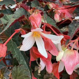 Begonia 'BEEN 4690'