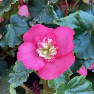 Begonia 'BEEL 4676'