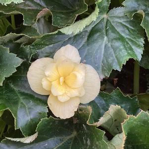 Begonia 'BEEL 4681'