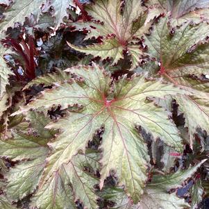 Begonia Rex 'Avior&copysr;'