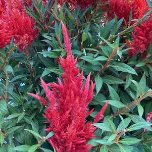 Celosia 'Orange&copysr;'