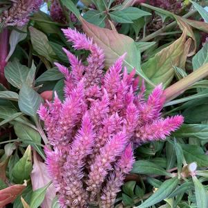 Celosia 'Pink&copysr;'