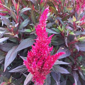 Celosia 'Scarlet&copysr;'