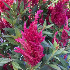 Celosia 'Red&copysr;'