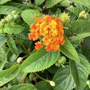 Lantana 'Tamarillo&copysr;'