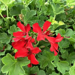 Geranium - Interspecific 'Dark Red&copysr;'