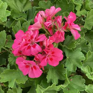 Geranium - Interspecific 'Pink Splash&copysr;'