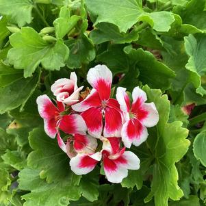 Geranium - Interspecific 'White Splash&copysr;'