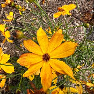 Coreopsis 'Amber'