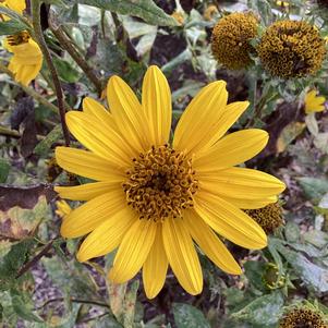 Helianthus hybrida 'Suncatcher'
