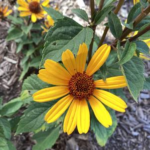 Heliopsis 'Punto Rosso Compact'