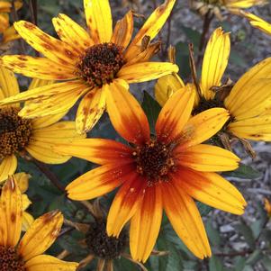 Heliopsis 'Sole Scuro'
