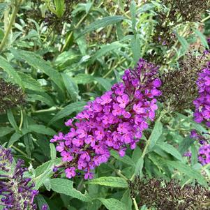 Buddleja 'Blue IMP'