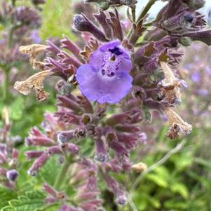 Nepeta 'Blue USPP 32,974'