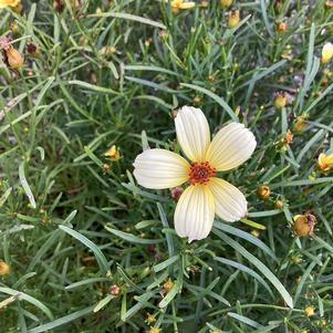 Coreopsis 'Cream'