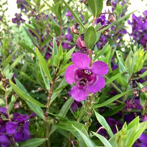 Angelonia 'Purple IMP'