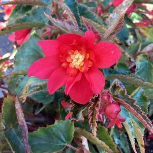 Begonia 'Double Red'