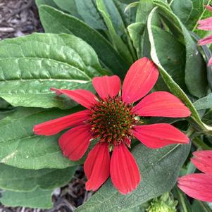 Echinacea 'Red Ombre (seed)'