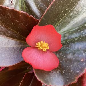 Begonia 'Red Bronze Leaf (seed)'