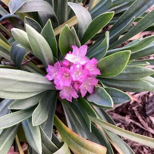 Armeria 'Vivid Dreams'