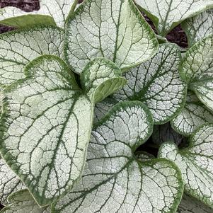 Brunnera 'Frostbite'