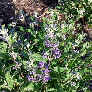 Caryopteris 'Emerald Crest'