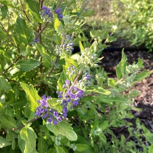 Caryopteris 'Gold Crest'