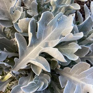 Centaurea 'Silver Swirl'