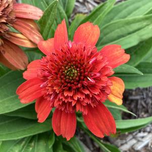 Echinacea 'Orangeberry Deluxe'