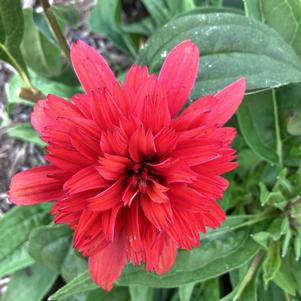 Echinacea 'Raspberry Deluxe'