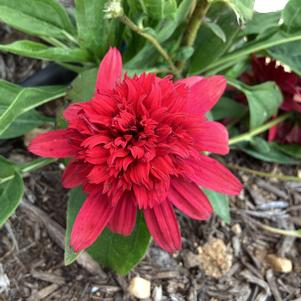 Echinacea 'Strawberry Deluxe'