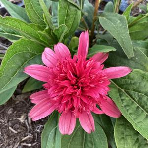 Echinacea 'Watermelon Deluxe'