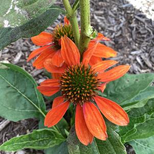 Echinacea 'Adobe Orange'