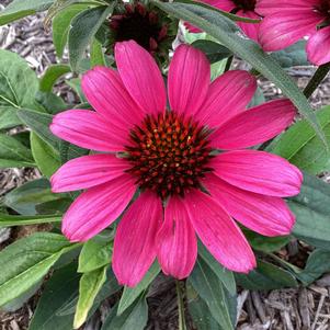 Echinacea 'Rosada'