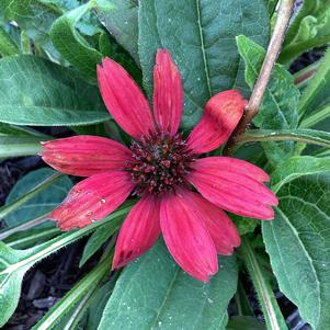 Echinacea 'Salsa Red'