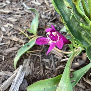 Penstemon 'Purple'