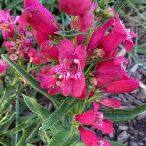 Penstemon 'Ruby'