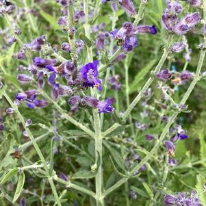 Perovskia 'CrazyBlue'