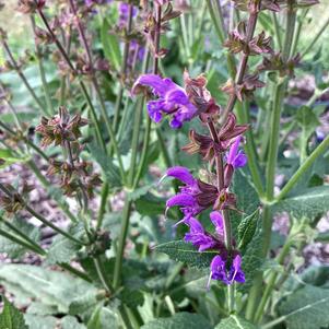 Salvia nemorosa 'Blue by You'