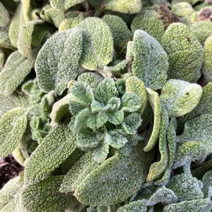 Stachys 'Little Lamb'