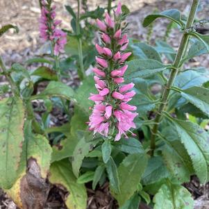 Veronica 'Dark Pink'