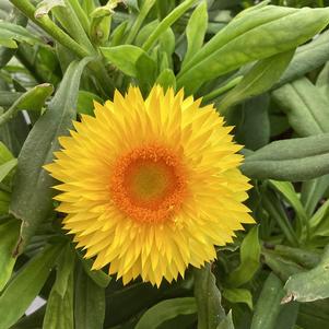 Bracteantha 'Gold'