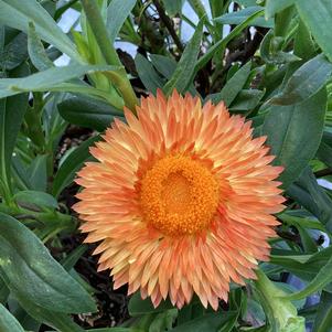 Bracteantha 'Peachy Keen'