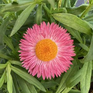 Bracteantha 'Pink'