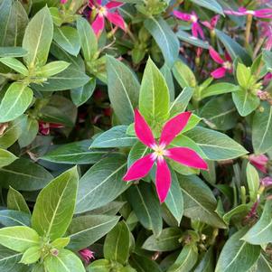 Vinca (Catharanthus) 'Coral Reef'