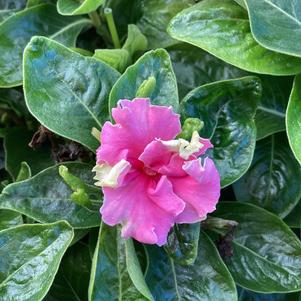 Vinca (Catharanthus) 'Pink Twist'