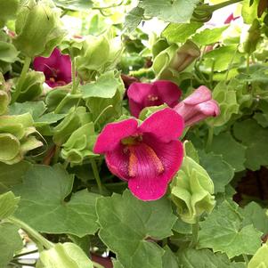 Lophospermum 'Compact Rose'